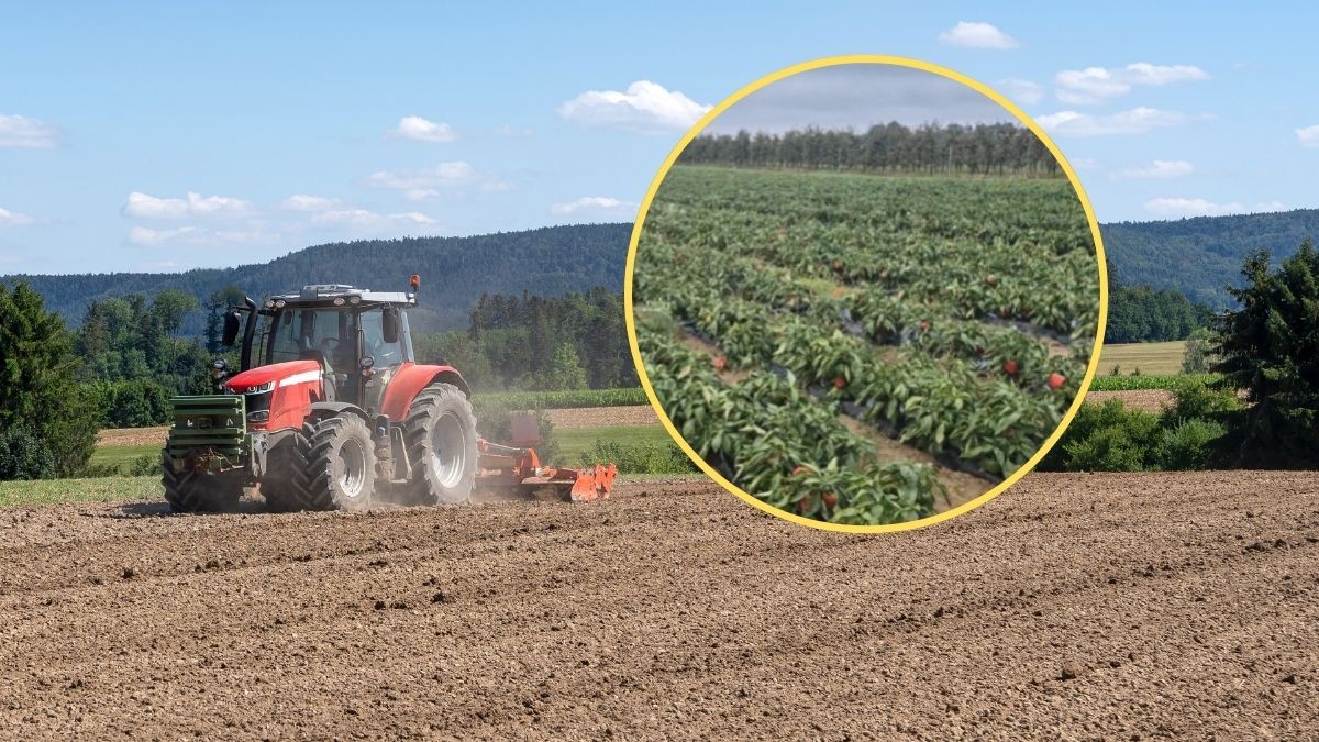 Dramatyczny apel polskiego rolnika. Oddaje swoje zbiory za darmo [WIDEO]