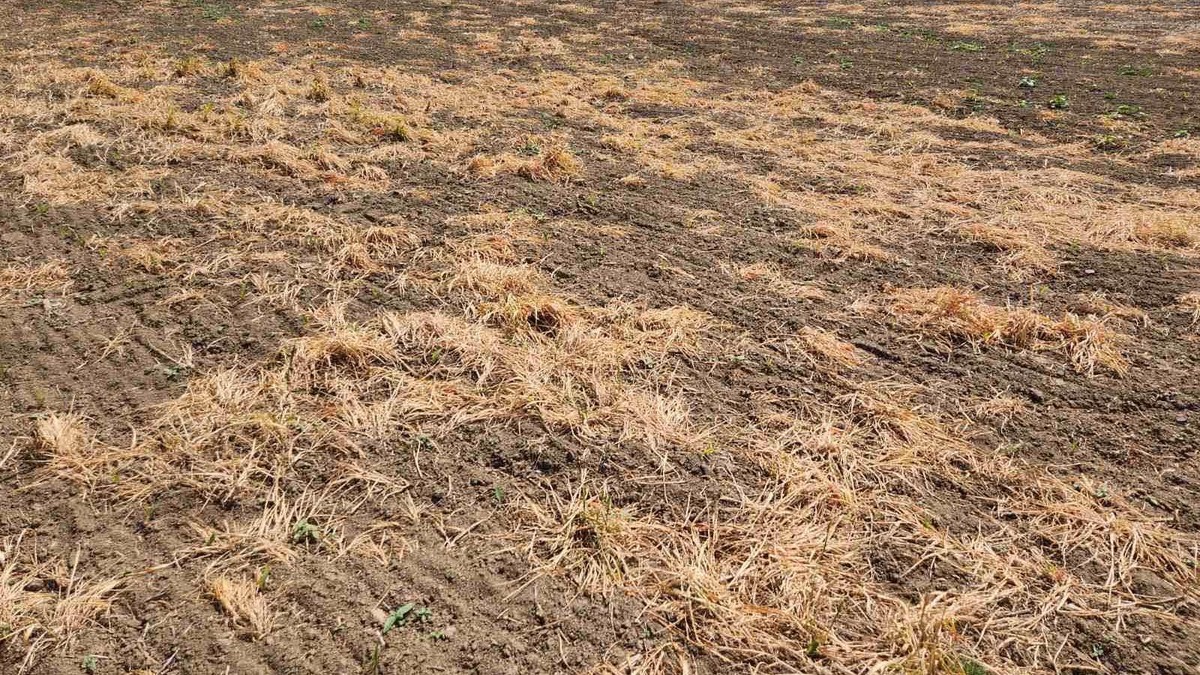 Upotreba herbicida u srpskoj poljoprivredi: 'Prskaj, nema veze'