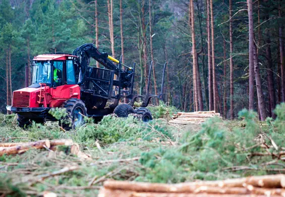 Trwa szokująca wycinka w Puszczy Karpackiej. "Mówimy o suszy, a jednocześnie tniemy na potęgę"