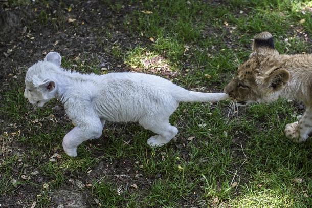 Four-week-old female white lion cub