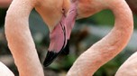 BRITAIN-ANIMALS-FLAMINGOES-VALENTINES