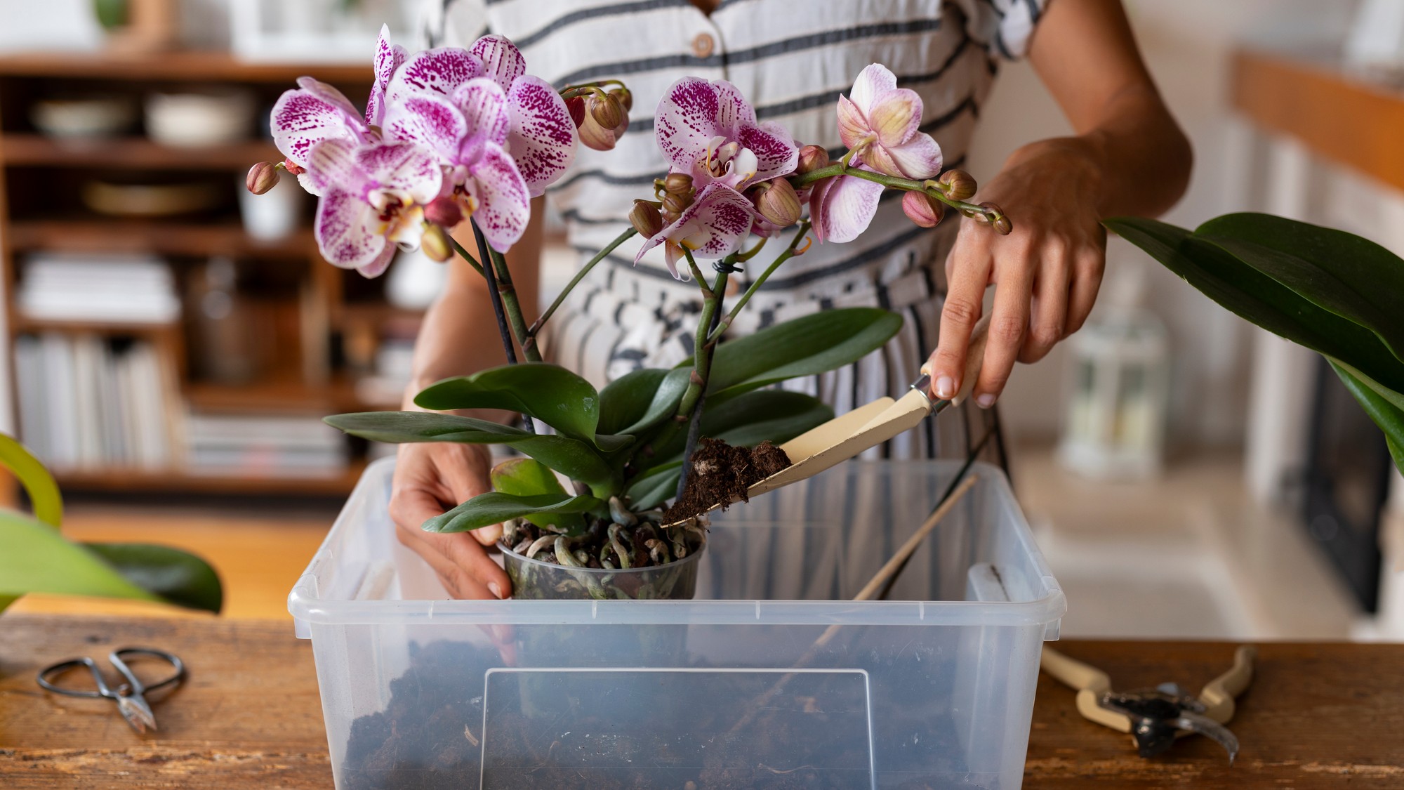 Naučte sa, kedy je správny čas na presádzanie orchideí.