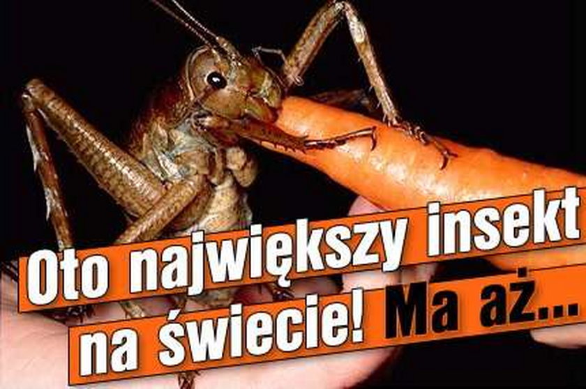 Oto największy insekt na świecie! Ma aż...