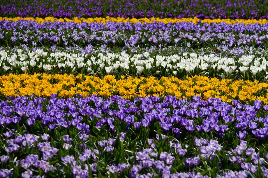 Ogród Keukenhof