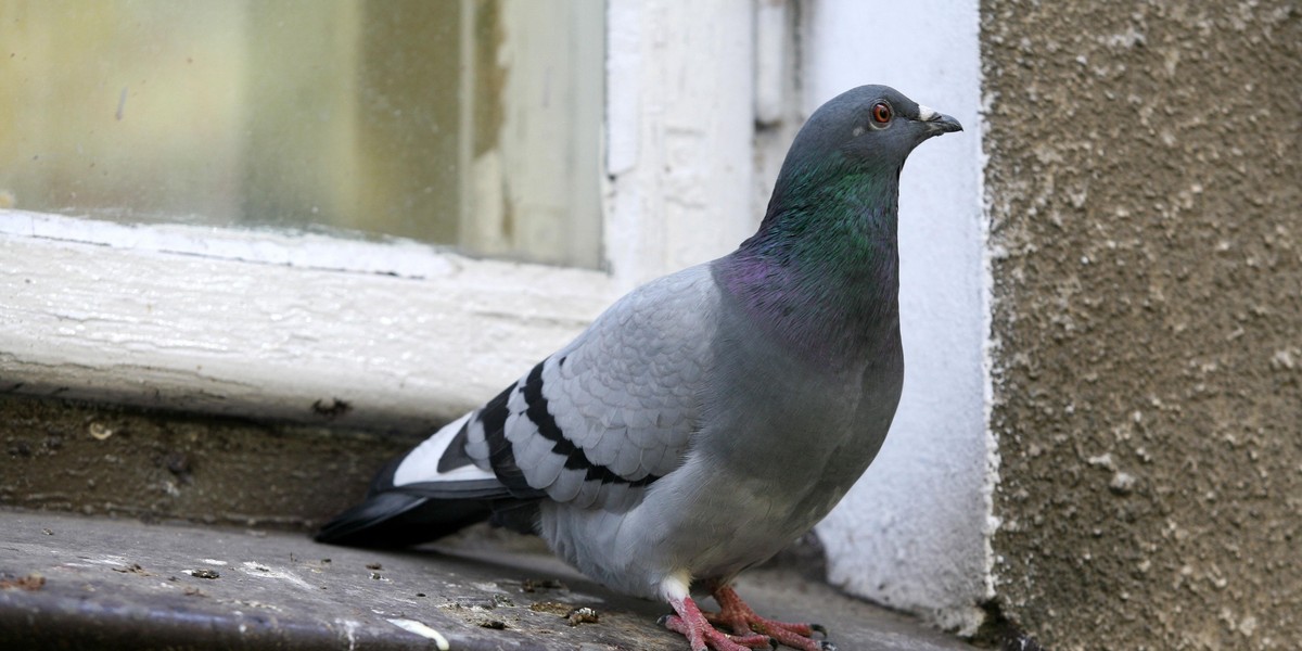 Bestialska "zabawa" nastolatków. Wbili widelec w szyję gołębia