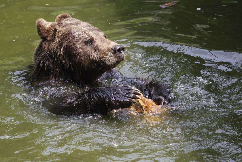 UWAGA! Oto najgorsze polskie zoo. Higiena woła o pomstę do nieba!