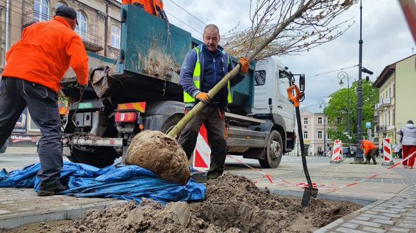Program „Zielone serce miasta idealnie wpisuje się w działania projektu „Zielone Śródmieście przyjętego w ramach budżetu obywatelskiego 2022. Chodzi w nim m.in. o poprawę warunków drzew rosnących na ul. Lubartowskiej na odcinku od ul. Ciasnej do ul. Unickiej.