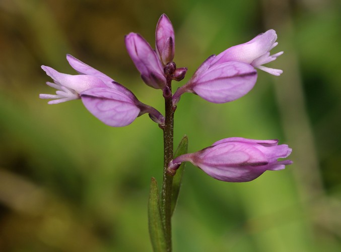 Krzyżownica zwyczajna pomaga na laktację