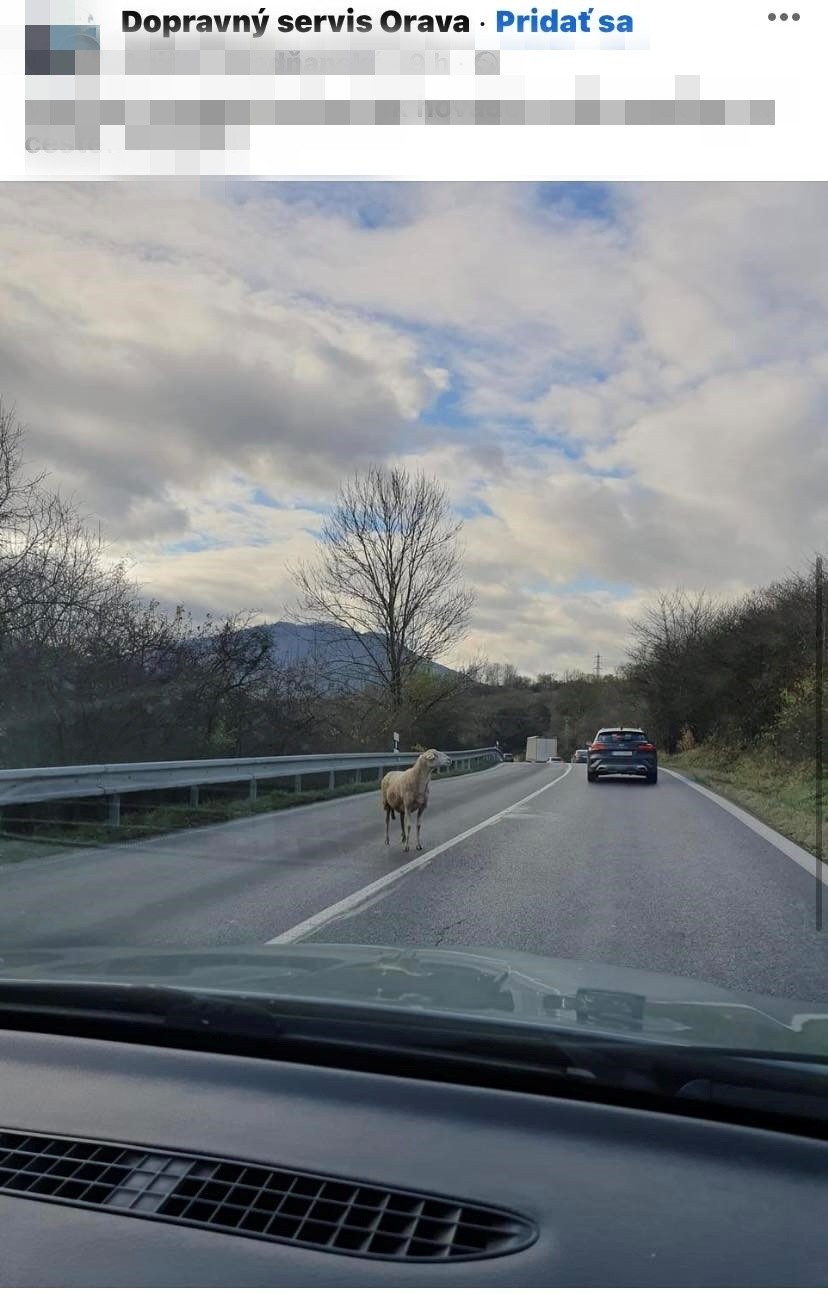 Takýto pohľad sa naskytol Aničke.