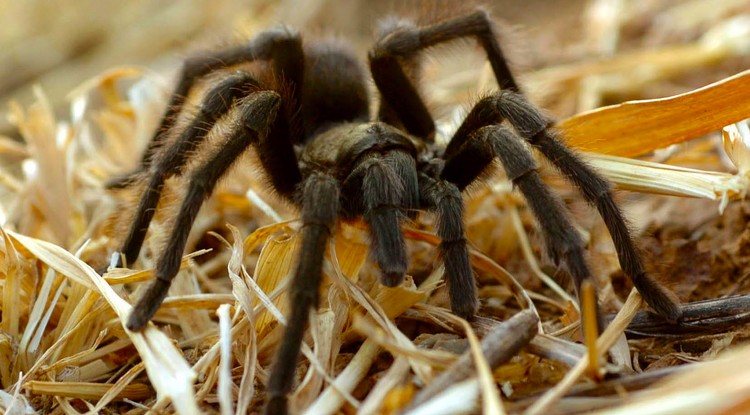 Ez a kép csak illusztrálja, hogy milyen hatalmas egy tarantula.