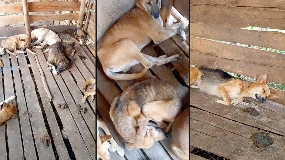 Novinari su otkrili da su psi držani u prljavim uslovima | Foto: BBC