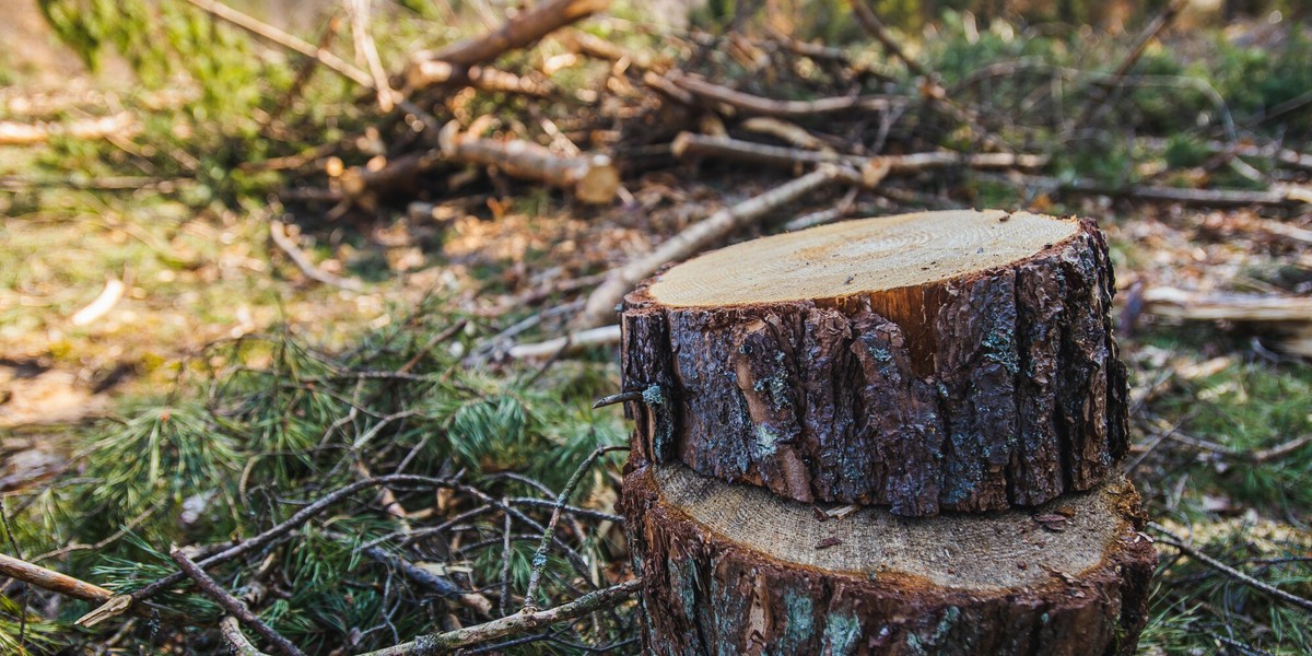 Zdaniem posłów Koalicji Obywatelskiej w Polsce trwa masowa wycinka lasów, a nasz kraj stał się "fabryką desek na eksport".