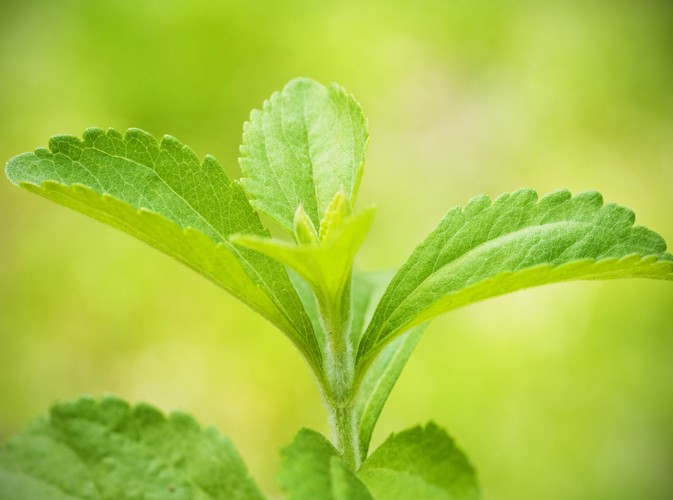 Stewia zamiast cukru