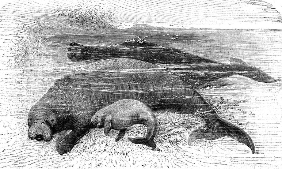 Ilustracja rodziny krów morskich Stellera. 1898 r.