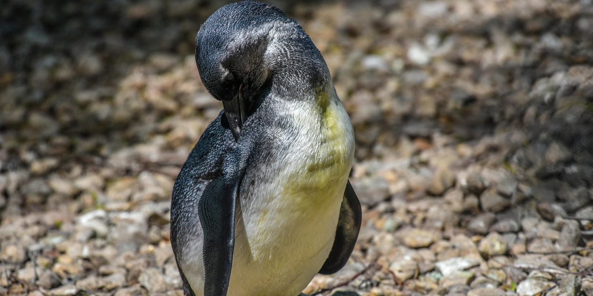 W ZOO w Łodzi sensacja. Urodziny pingwina. Będzie miał imię na „I"