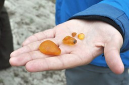 "aż trudno uwierzyć". bałtyckie plaże pełne bursztynu. spacerowicze zb