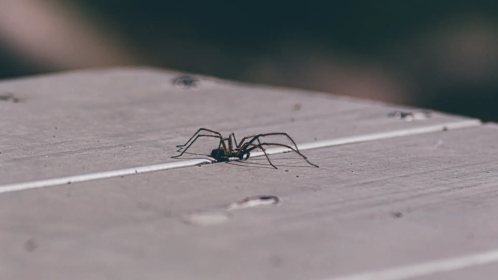 Postaw tę roślinę w domu, a pająki będą trzymały się z daleka. Bezkrwawo je pożegnasz