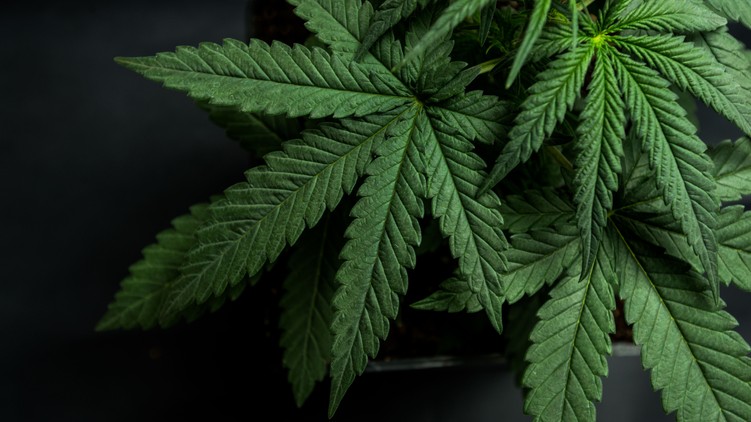fájdalomcsillapító kannabisz rák ellen feltételezett előny, objektív hatásmellékhatás