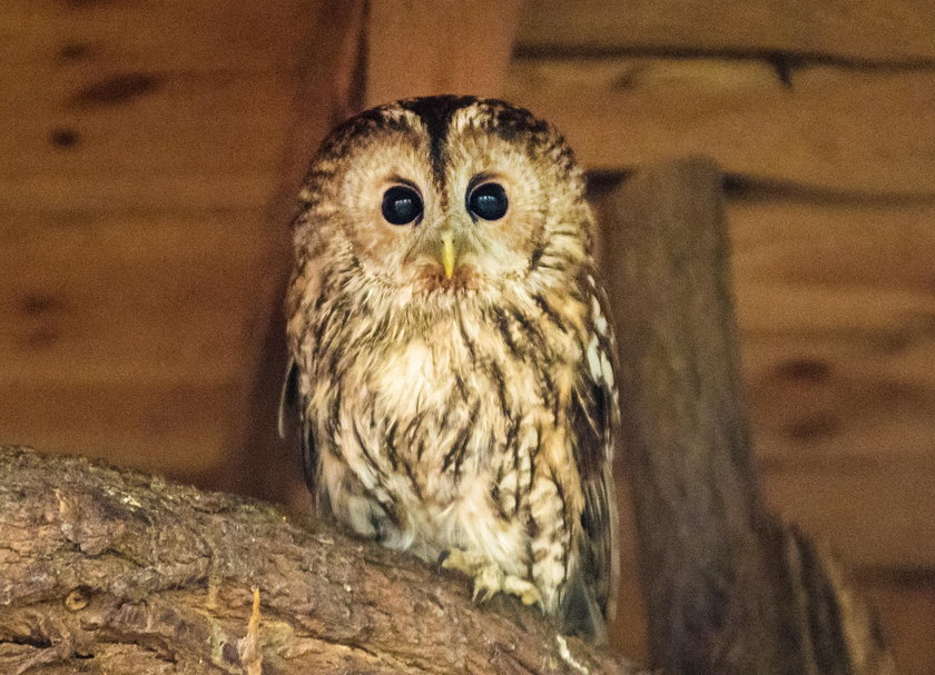 Animal Patrol podsumował zbiórkę karmy pod nazwą Dzikość Serca