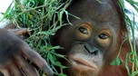 INDONESIA-ORANG UTAN