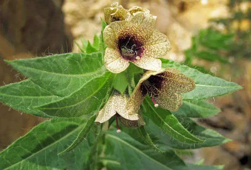 Hyoscyamus_niger_(henbane),_White_Cap_Mine_Black_Hills,_South_Dakota