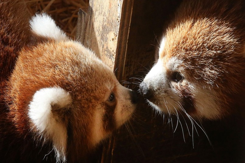 Nowo narodzona panda czerwona w Parku Zoologicznym Attica, na wschód od Aten