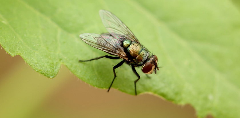 Naukowcy ostrzegają: muchy bardziej groźne niż sądzono