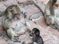 Małpy używają nici dentystycznej