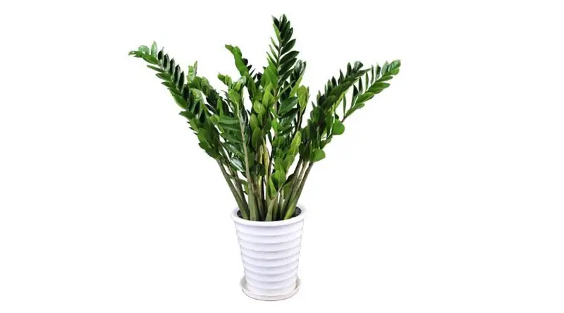 Zamioculcas