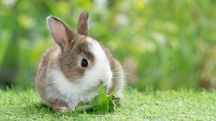 mentők nyúl budaörs
