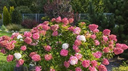 pokrusz, zalej wodą i podlewaj w kwietniu. ten tani nawóz sprawi, że hortensje eksplodują kwiatami domowy nawóz do hortensji bukietowej ogrodowej