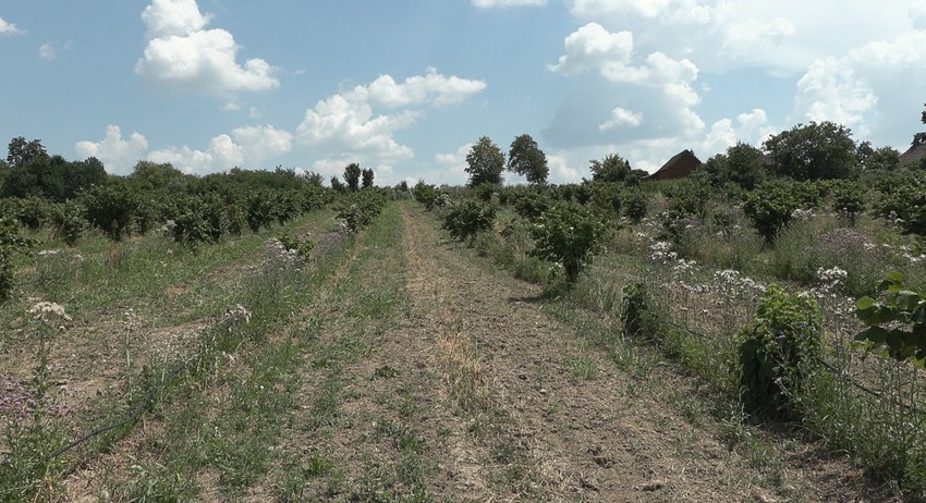 Milan Mačvan