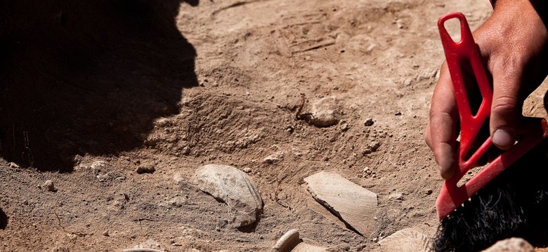 To szczątki starsze od dinozaurów. Sensacyjne znalezisko na plaży