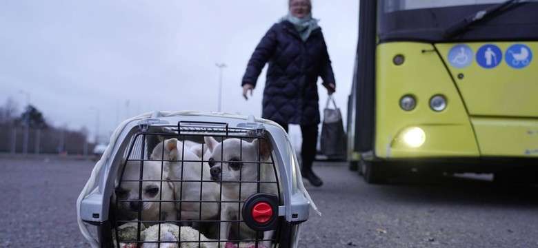 Nie wszystkie zwierzęta z Ukrainy wjadą do Polski. Winne polskie procedury