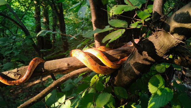 Wąż wygrzewał się na słońcu w krakowskim parku