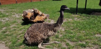 Dozgonna przyjaźń amerykańskiego tapira i australijskiego emu w polskim zoo