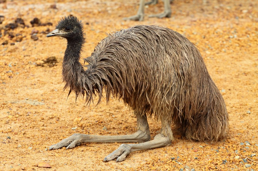 Emu
