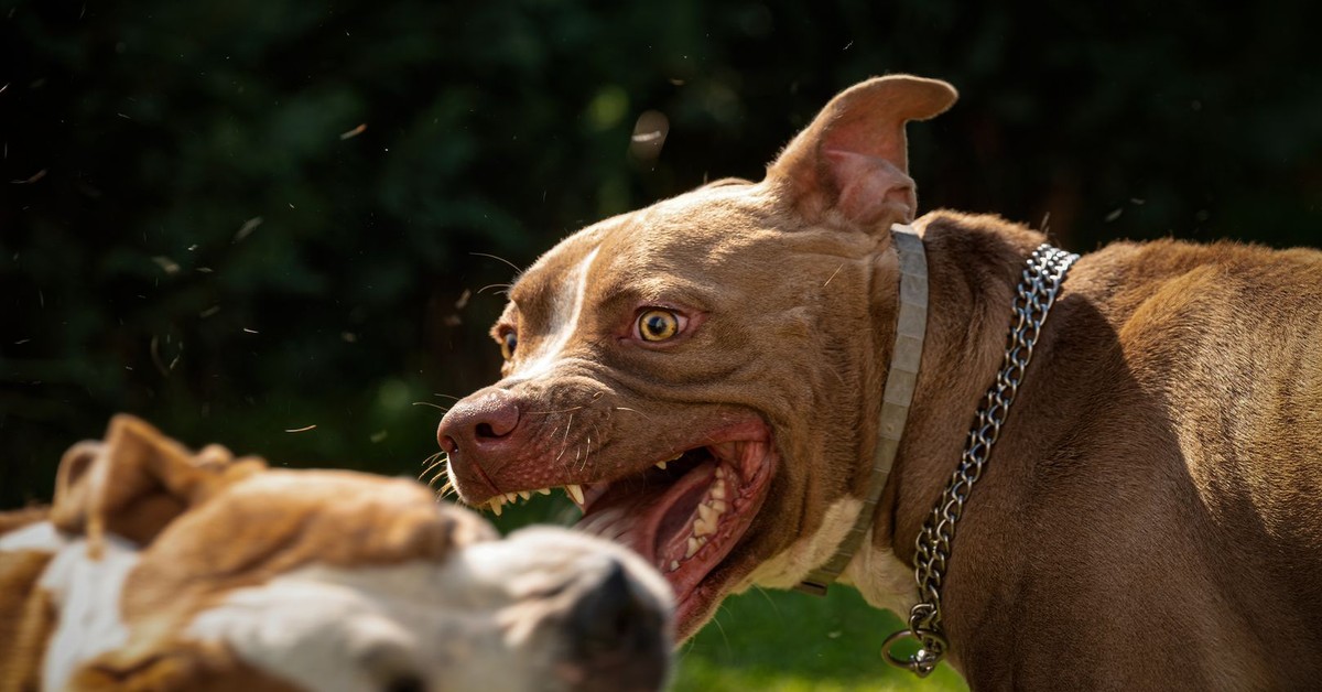 Pogryzienia przez psy: 100 dziennie, 350 tys. rocznie. Prawo wymaga zmian