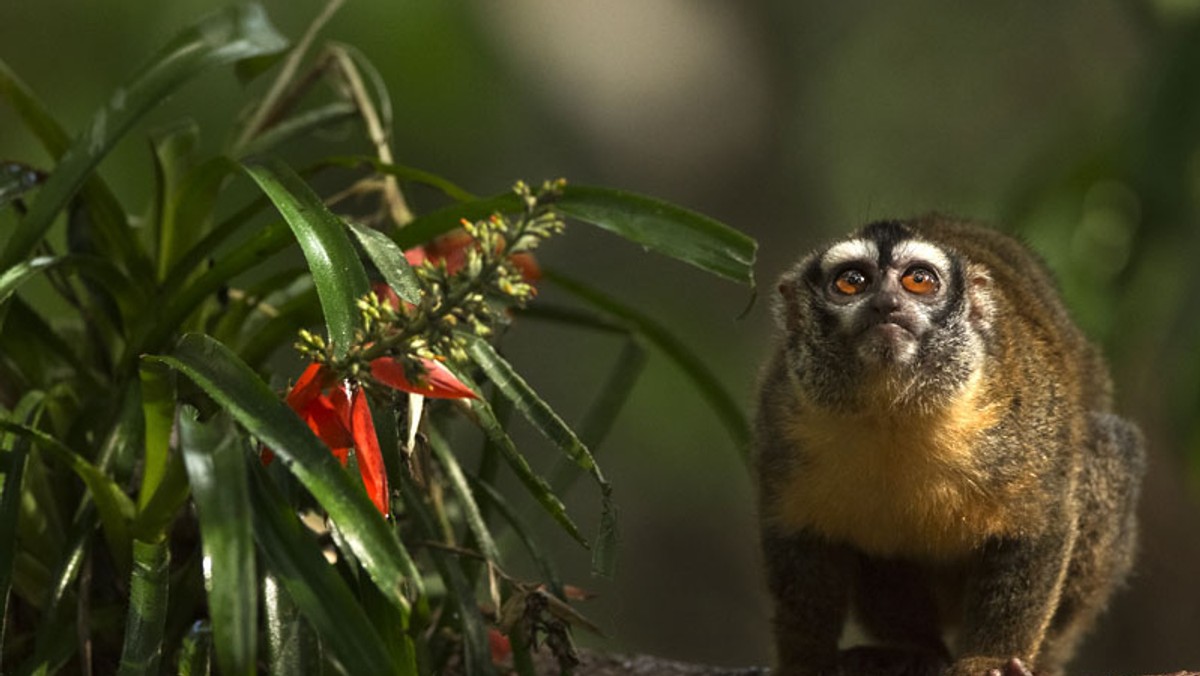 21 kwietnia, w Wielkanocny Poniedziałek, odbędą się przedpremierowe pokazy filmu „Amazonia. Przygody małpki Sai”, niezwykłej przygody dla całej rodziny z ekologicznym przesłaniem, w kinach studyjnych w Polsce.