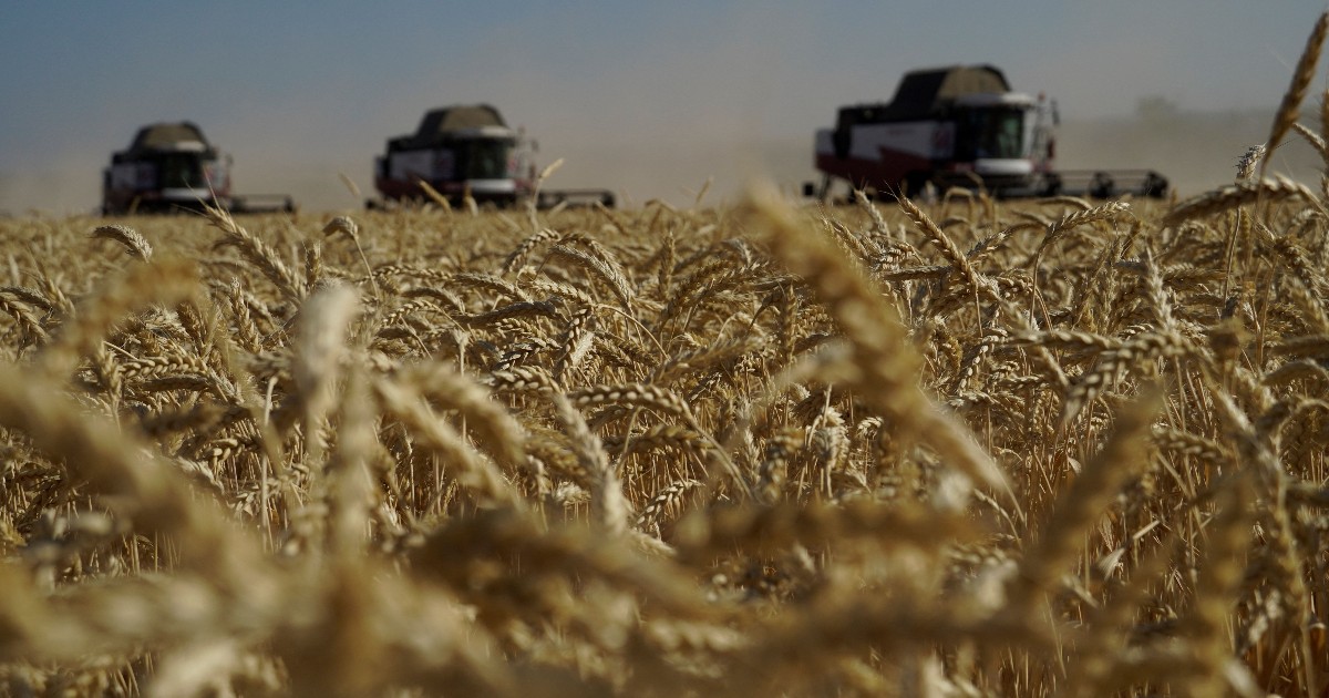 Russia's wheat exports to Kenya hits 5-year high as Africa's demand surges