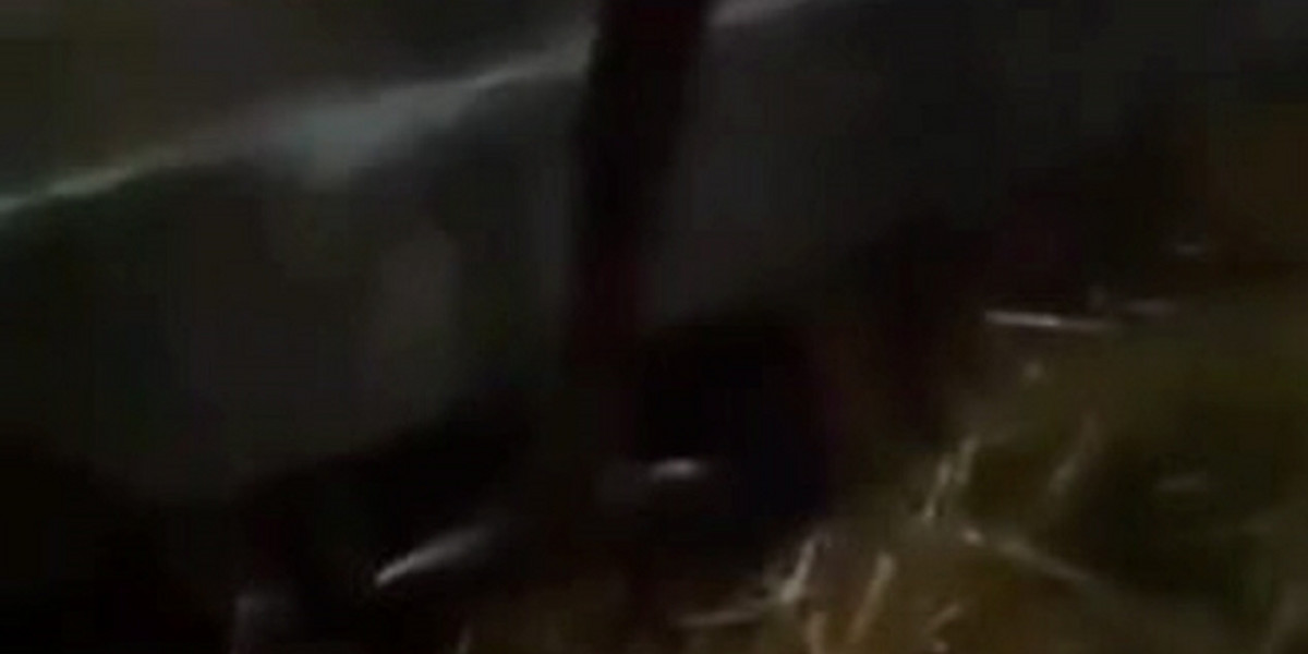 Nastolatkowie z Podlasia brutalnie znęcali się nad psem. Film wrzucili do sieci.