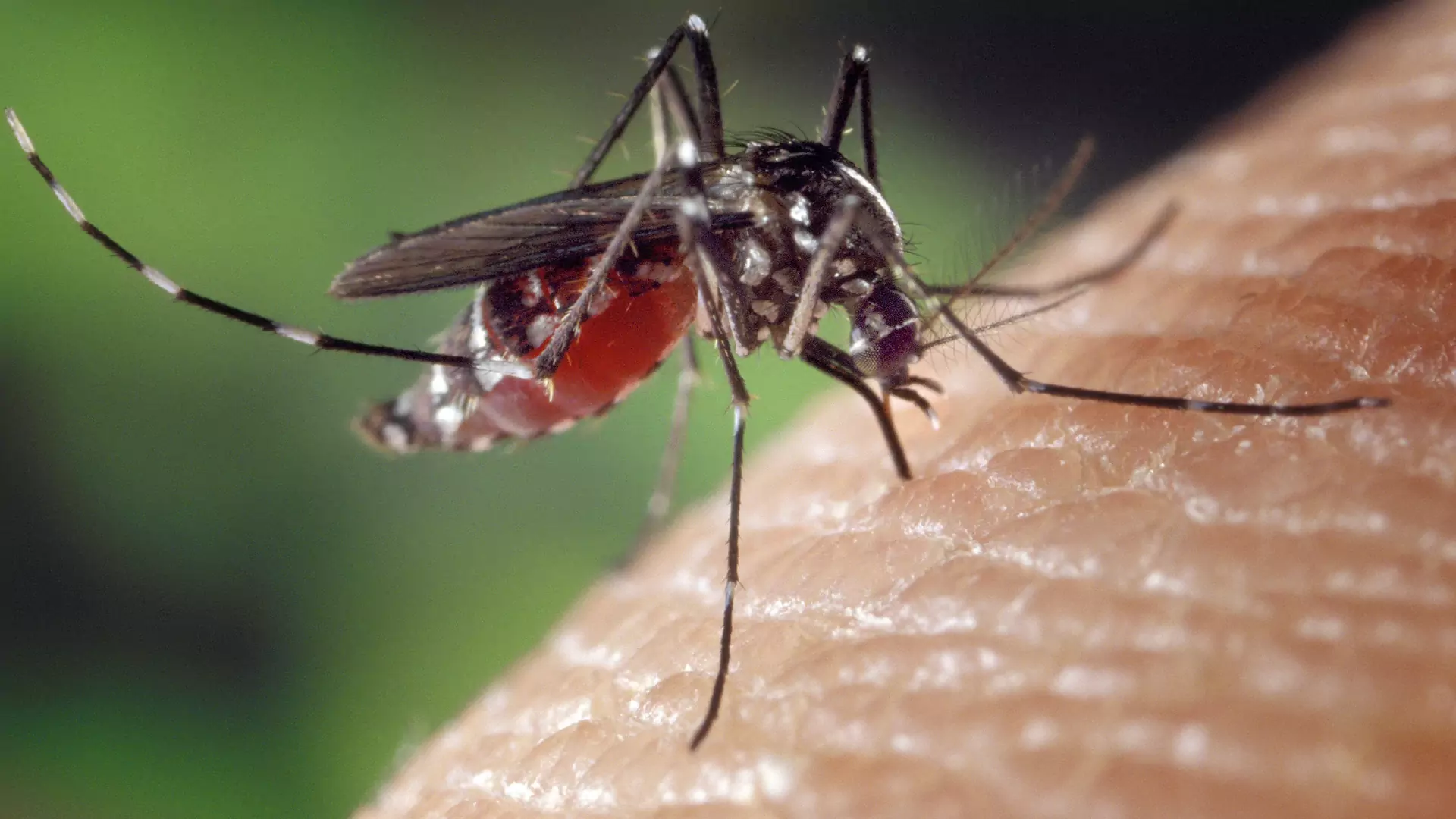 Dlaczego komary szczególnie cię lubią? Te sześć rzeczy zwiększa ryzyko ataku