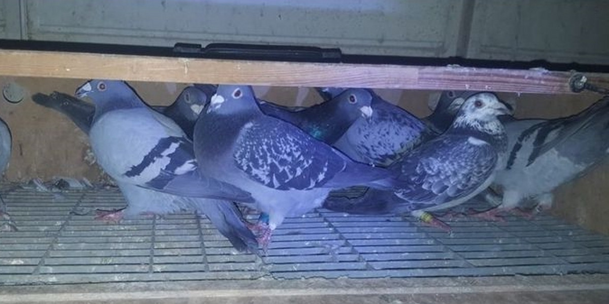 Poczciwe gołębie padły ofiarą kradzieży w Gardei! 