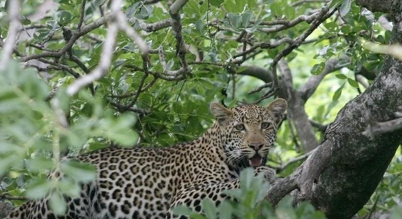 A leopard perches in a tree in South Africa's Kruger National Park, December 10, 2009. REUTERS/Mike Hutchings