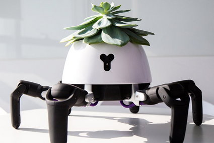 Ten mały robot automatycznie przemieszcza się, by naświetlić roślinę na swoich plecach