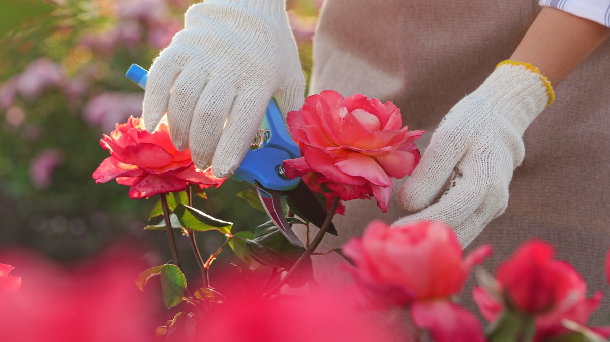 Pontosan így kell metszeni a rózsákat, hogy tömérdek virág legyen rajtuk
