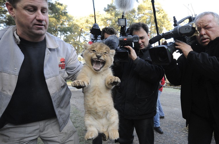 Dwie lwice z parku safari w Hodenhagen w Niemczech urodziły łącznie 9 małych lewków. Półtoramiesięczne maluchy po raz pierwszy pokazały sie dziś publicznie