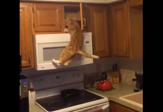 To nagranie potwierdza, że koty dostaną się wszędzie, żeby coś zjeść. Górna półka? Żaden problem.