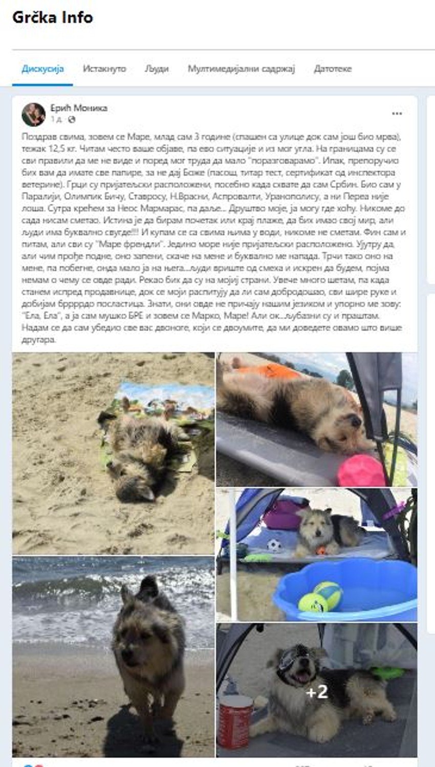 Pas iz Srbije na moru