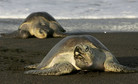 COSTA RICA-ECOLOGY-TURTLES